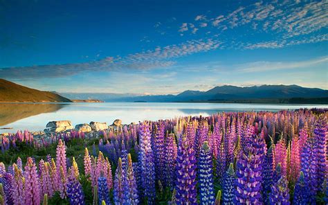 HD wallpaper: Lake Tekapo Town in the South Island New Zealand Spring Flowers lake mountains sky ...