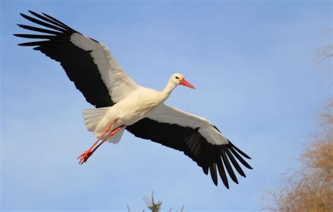 Stork Symbolism: Spiritual Meaning, Totem, Spirit, & Omens