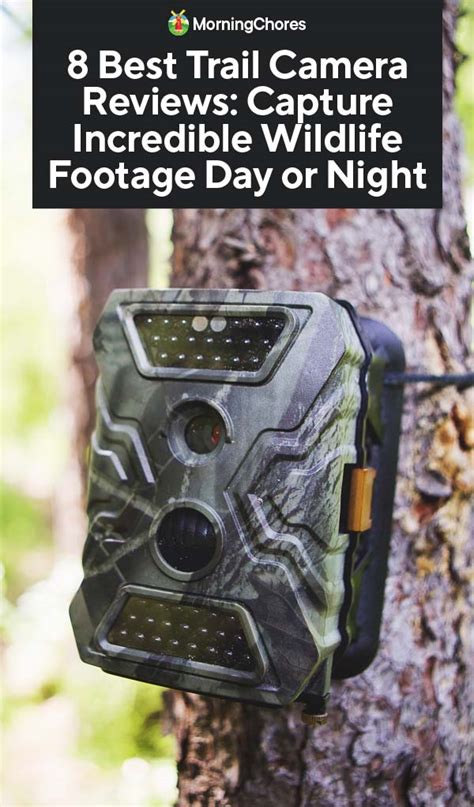 8 Best Trail Camera Reviews: Capture Incredible Wildlife Footage Day or ...