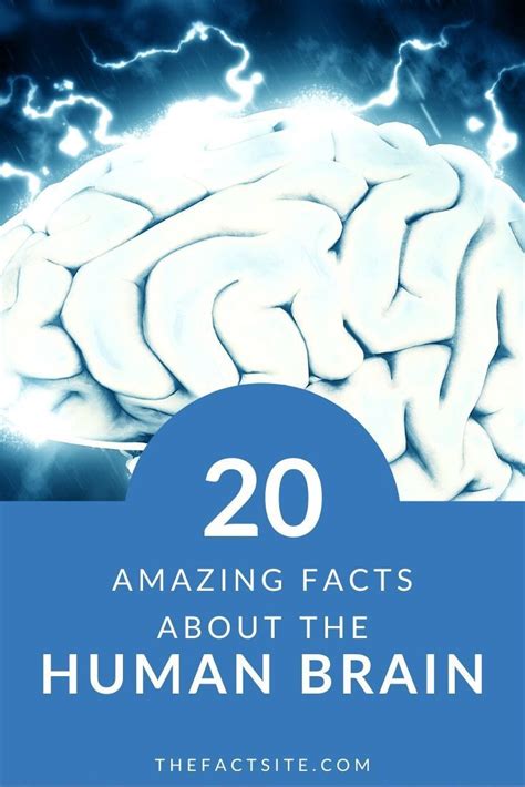 20 Amazing Facts About The Human Brain | The Fact Site | Brain facts ...