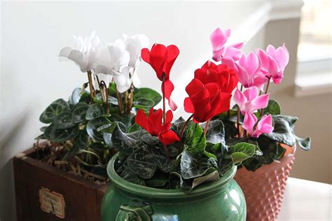 Cyclamen care instructions for growing the cheeriest, most colorful indoor winter plants. Easy ...