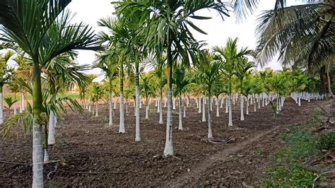 betel nut farming | betel nut cultivation | betel nut planting - YouTube