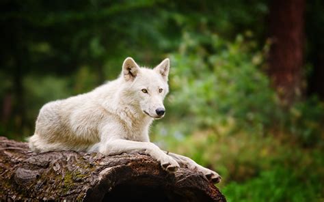 White wolf / 1920 x 1200 / Animals / Photography | MIRIADNA.COM