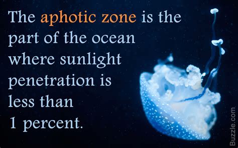 Interesting Facts About the Aphotic (Midnight) Zone of the Ocean