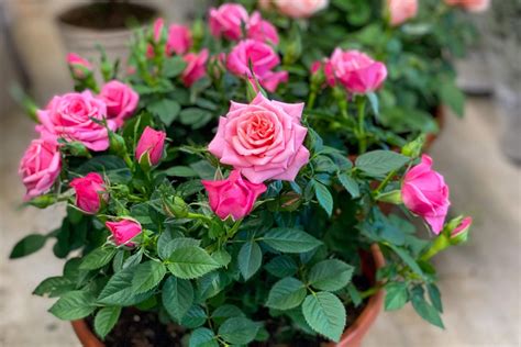 Care Tips for Fabulous Miniature Roses