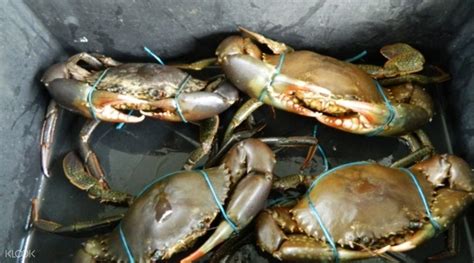 Mud Crab Scientific Name - Live Fresh Mud Crabs, Mud Crab Farming In Indonesia, Mud Crab Price ...