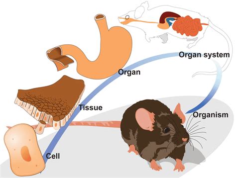 1.2: Biology: The Study Of Life - Guest Hollow