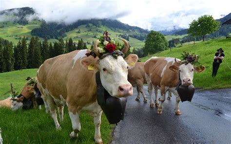 Simmental cattle, all-rounders with a long tradition