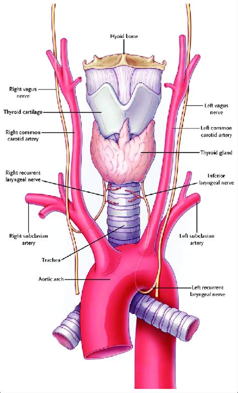 Anatomical relationship of recurrent laryngeal nerve right and left ...