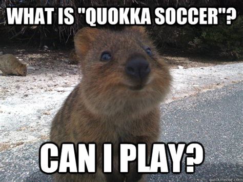 Courageous Quokka memes | quickmeme