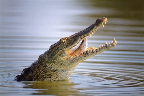 Symbolic Alligator Meaning and Crocodile Meaning on Whats-Your-Sign