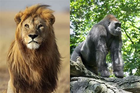 Gorilla VS Lion: Who Would Win In A Fight - Tiger Tribe