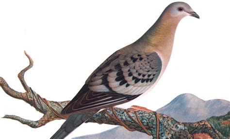 Humans not solely to blame for passenger pigeon extinction | Science | AAAS