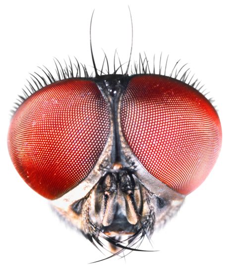 Insect Eyes | Compound Eyes of Insects | DK Find Out