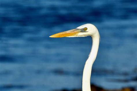 Great White Heron