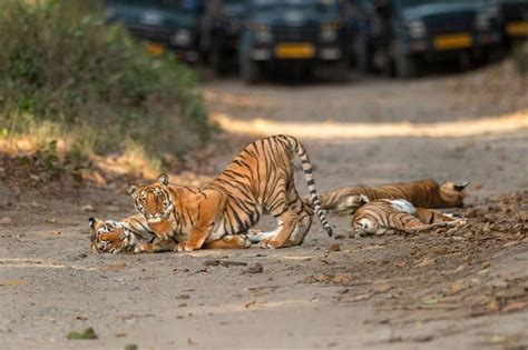 JUNGLE SAFARI IN JIM CORBETT NATIONAL PARK - Rishikesh Day Tour