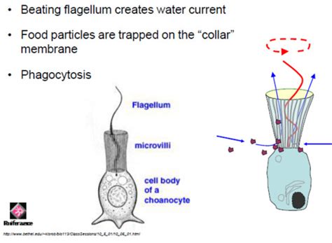 Phylum Porifera Flashcards | Quizlet