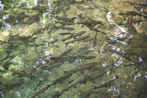 Clatsop State Forest stream restoration project improves habitat for threatened fish species ...