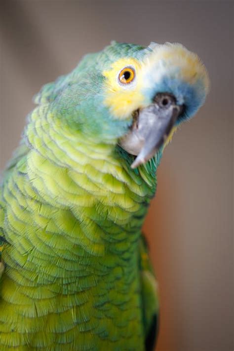 Closeup Photo of Green Parrot · Free Stock Photo