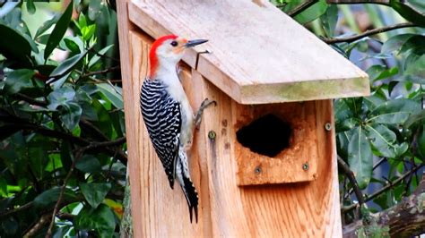 Backyard Birding....and Nature: Red Bellied Woodpecker Nest Box Inspection