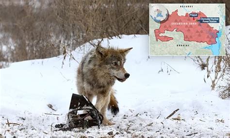 Wolves from Chernobyl could spread mutant radioactive genes | Daily ...