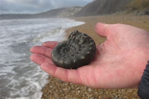 If you want to go fossil hunting on the Jurassic Coast it is important ...