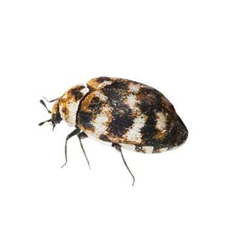 Varied Carpet Beetle Identification & Behavior | Johnson Pest Control