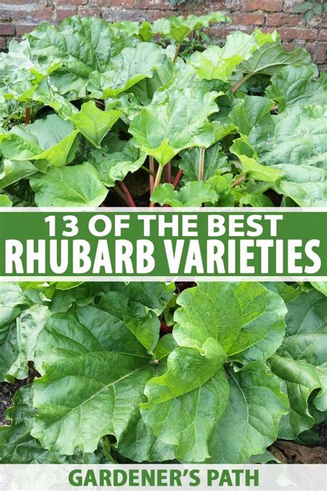 13 of the Best Rhubarb Varieties | Gardener’s Path