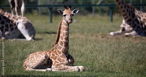 Giraffe Baby, Safari Baby. The Endearing Charm of a Giraffe Calf at the Zoo Stock Photo | Adobe ...