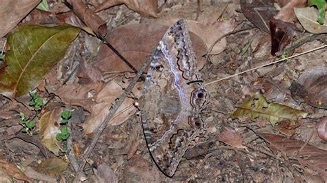 Black Witch Moth | MarkEisingBirding