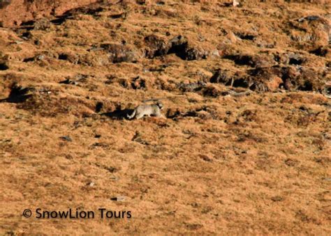 Wild animals in Tibet | Tibet Wildlife Tour | SnowLion Tours