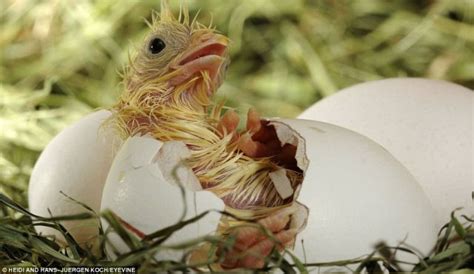 Hatching from the Egg (12 pics) - Izismile.com