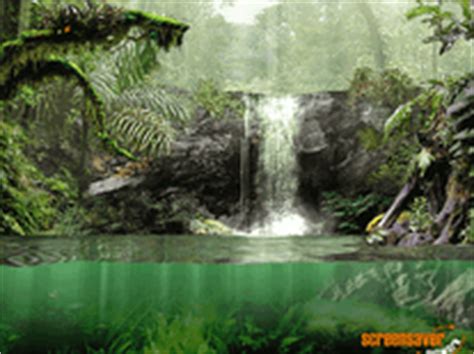 Fascinating Rainforest Screensaver for Windows - Screensavers Planet