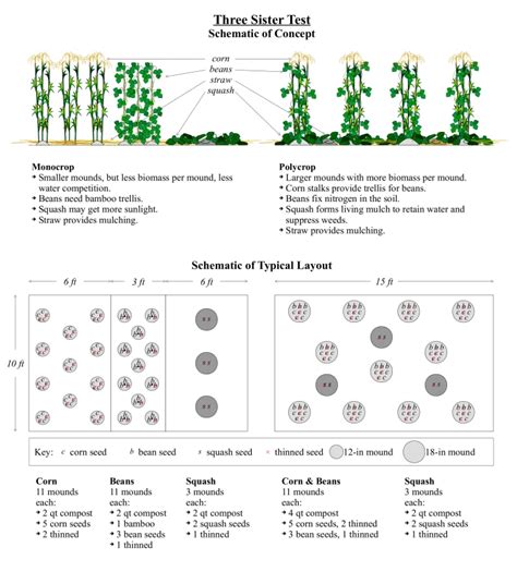 Proposal: Companion Planting (Intercropping) Corn, Beans, and Squash in ...