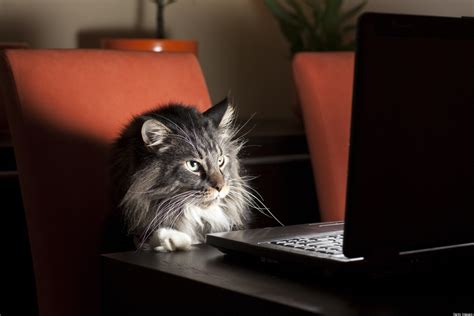 'YummyPets': Social Network For Pets Launched In The UK