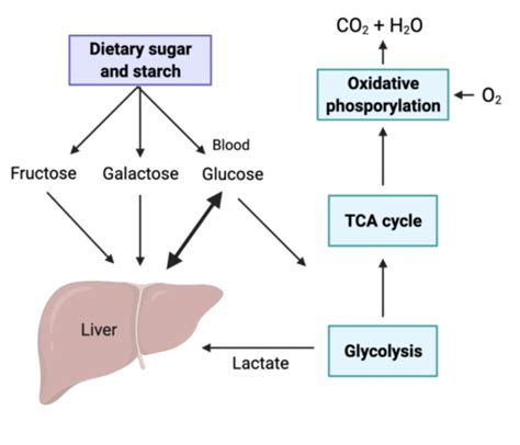 CARBOHYDRATE METABOLISM AND THE CONTROL OF BLOODS GLUCOSE Flashcards | Quizlet