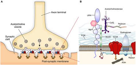 Frontiers | Neuromuscular Junction Impairment in Amyotrophic Lateral ...