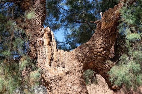 Tamarisk tree (Tamarix articulata). | Rosa Frei - Photography