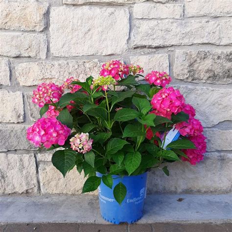 Summer Crush Hydrangea - 3 Gallon Container - Grimm's Gardens