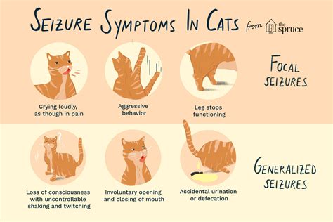 Seizures in Cats: Symptoms, Causes, and Treatment