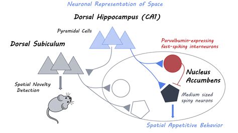 Hippocampal-Accumbens Pathway Drives Memories of Reward-Seeking Behavior — BrainPost | Easy-to ...