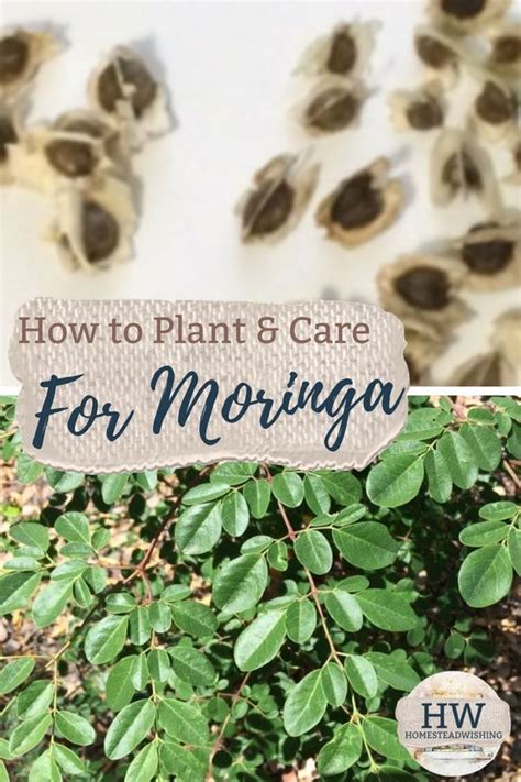 How To Grow Moringa | How To Plant And Care For Moringa | Aquaponics greenhouse, Aquaponics ...