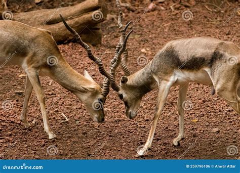 Indian Antelopes Fight, Blackbuck Fighting with Their Horns, Closeup Shot. Stock Photo - Image ...