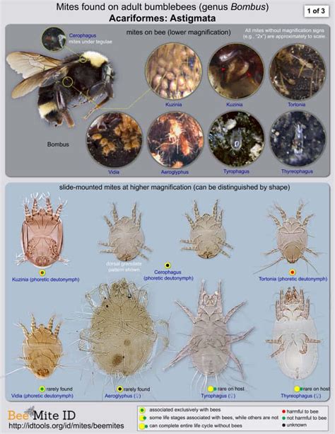 New Web-based Tool for Fast Identification of Bee Mites – Bee Informed ...