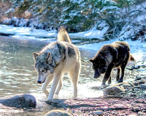 Wolfdog Rescue & Adoption | Yamnuska Wolfdog Sanctuary