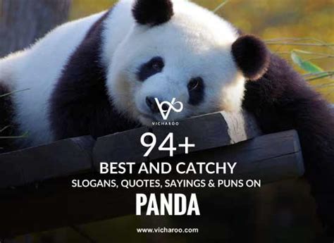 94+ Best Panda Day Slogans, Quotes, Puns & Sayings – Vicharoo