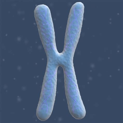 Chromosome 3D Model in Anatomy 3DExport