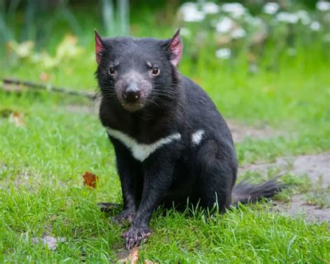 Tasmanian Devil - Facts, Diet, Habitat & Pictures on Animalia.bio