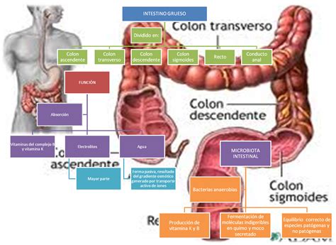 Que Es El Intestino Grueso