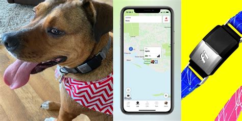 Review: Fi Smart Collar uses GPS and LTE to track your dog's location ...